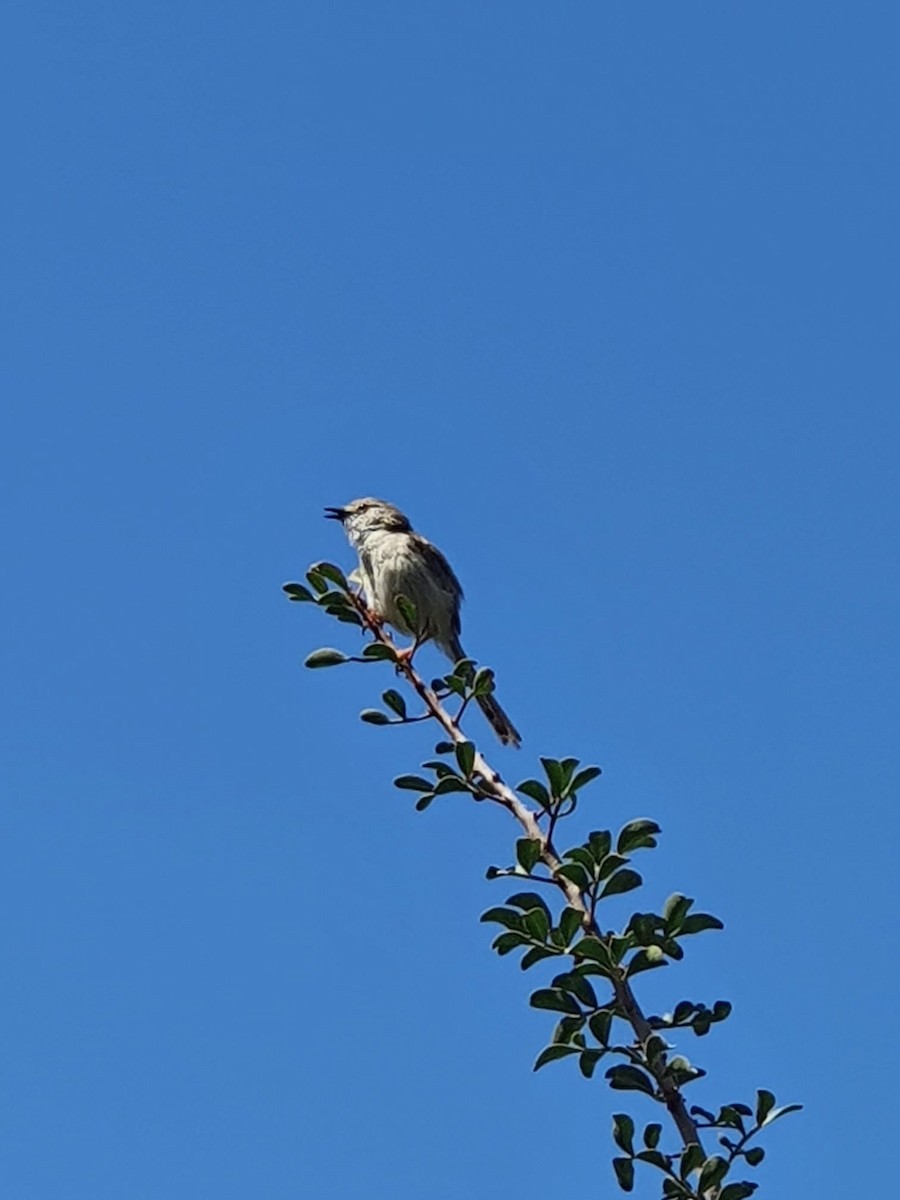 alveprinia - ML635998892