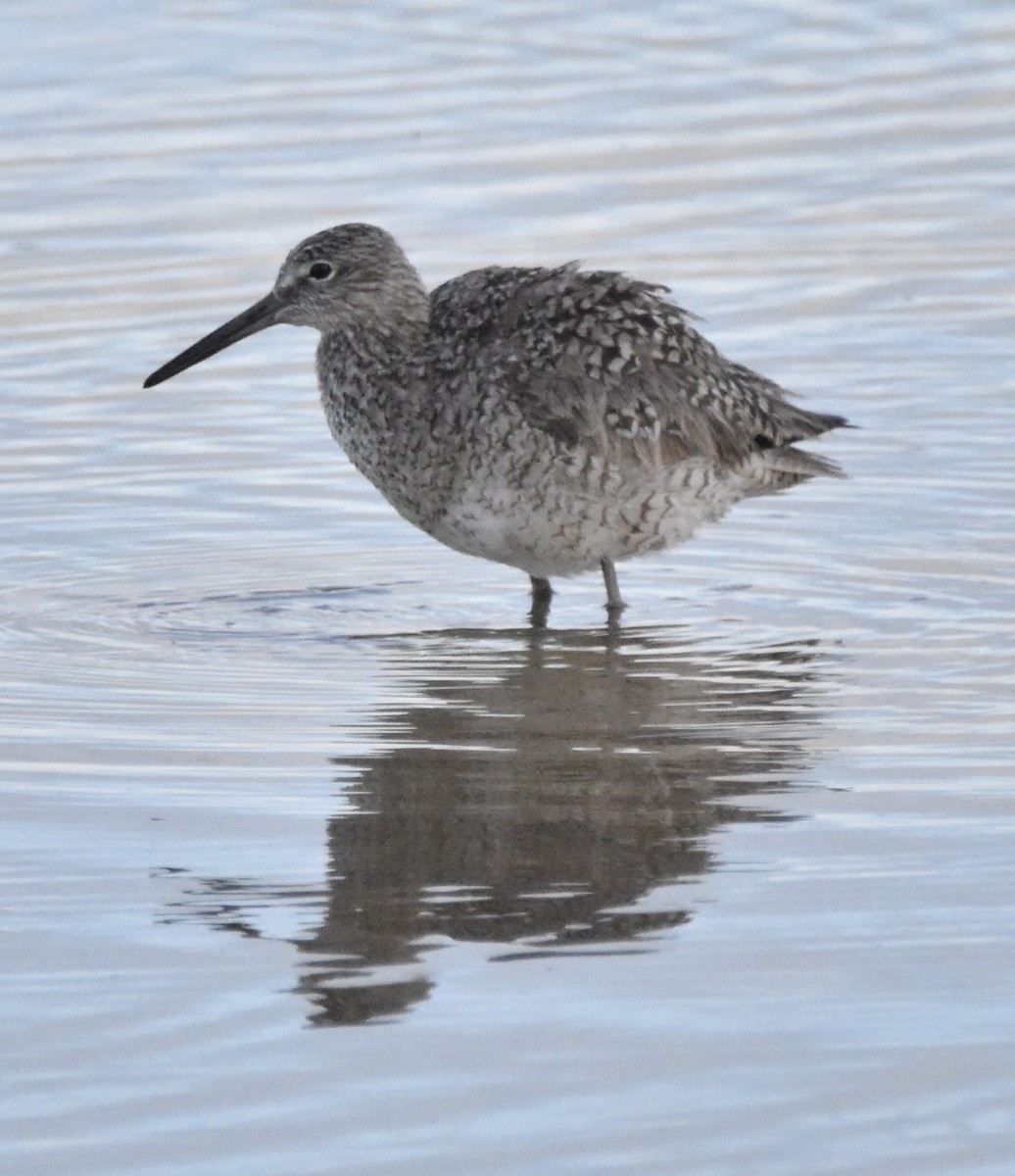 Willet (Western) - ML635998982