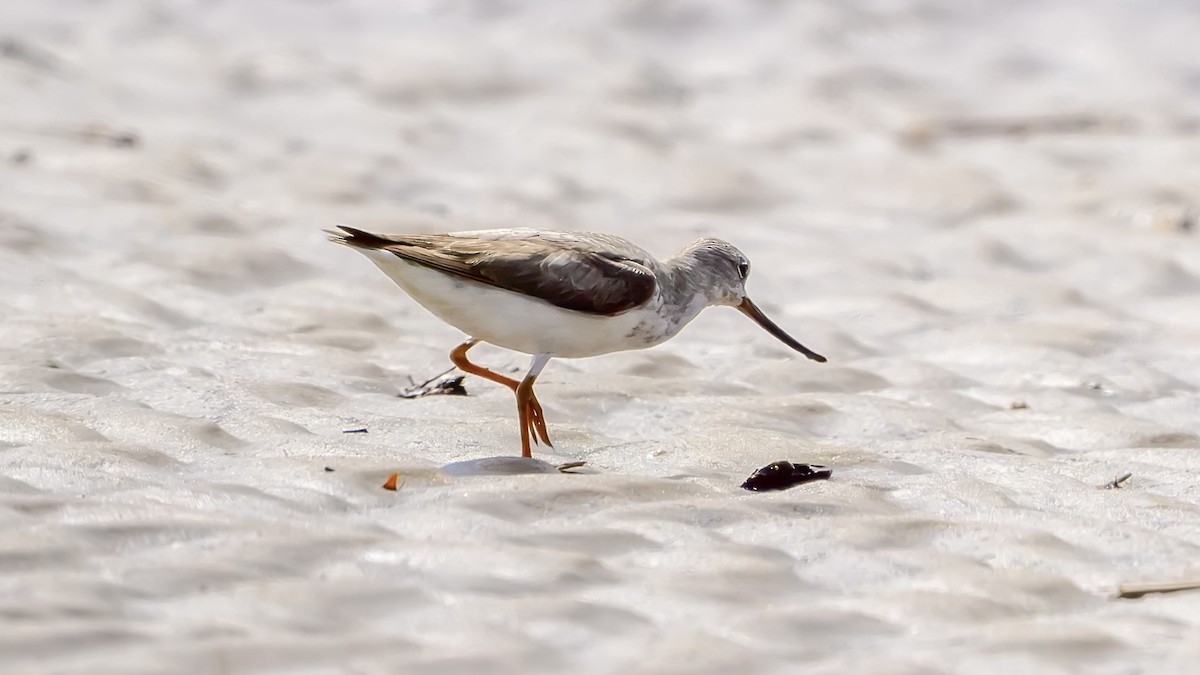Terek Sandpiper - ML635998983