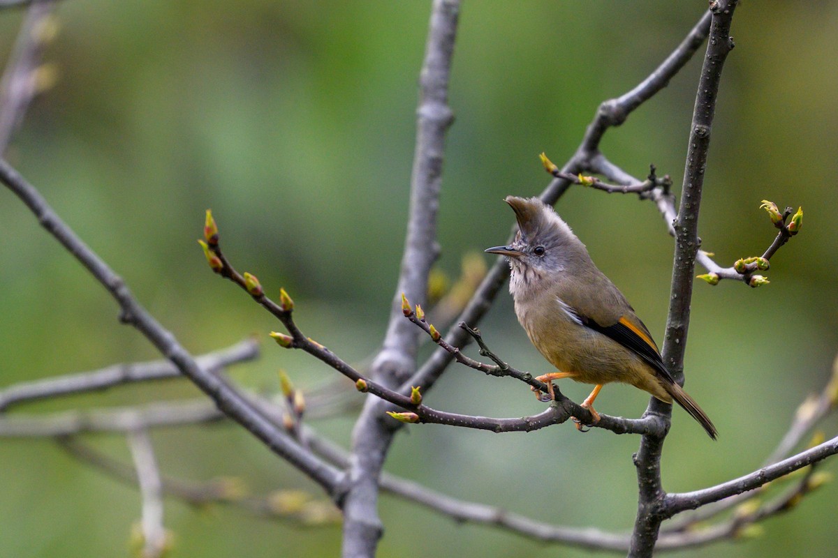 Stripe-throated Yuhina - ML635999001