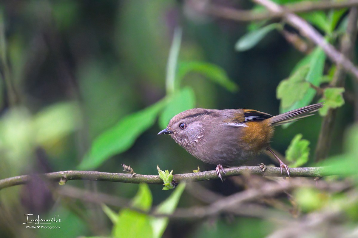 Manipur Fulvetta - ML635999003