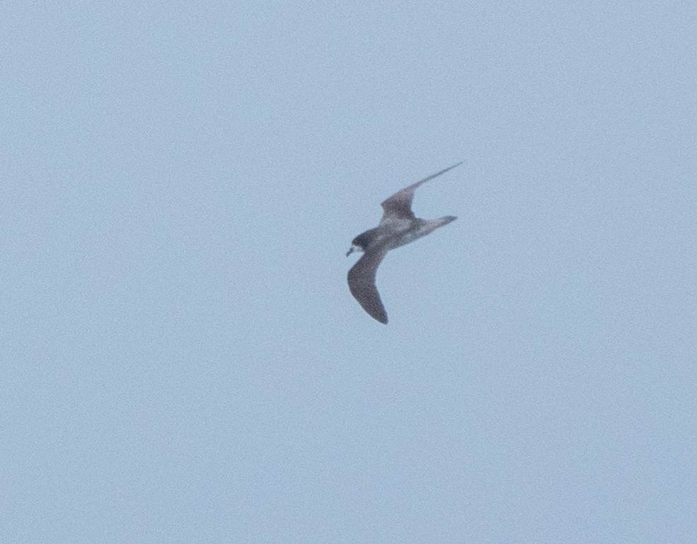 Collared Petrel - ML635999021