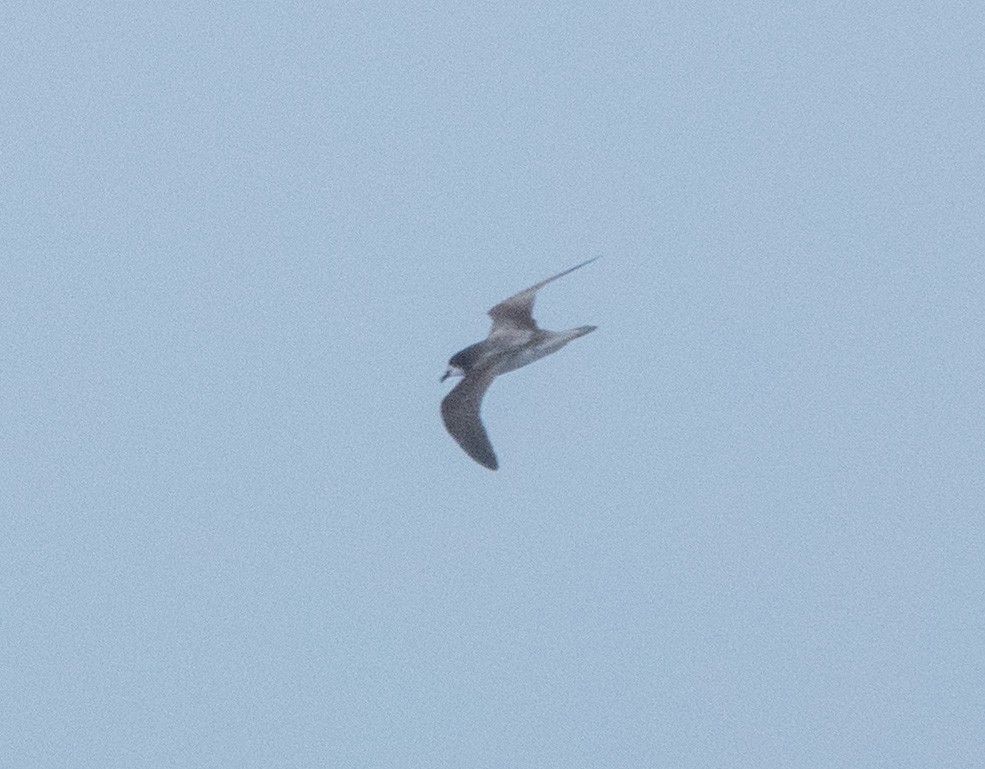Collared Petrel - ML635999022