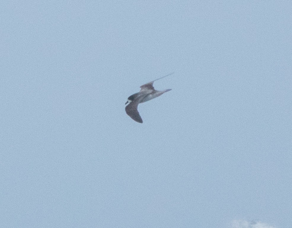 Collared Petrel - ML635999023