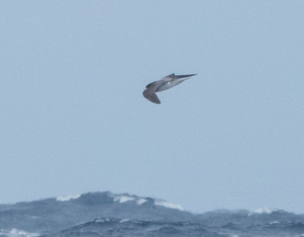 Collared Petrel - ML635999046