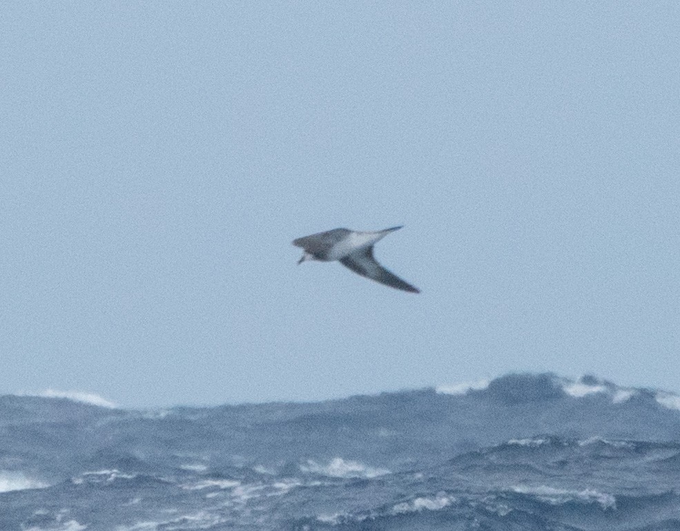 Collared Petrel - ML635999051