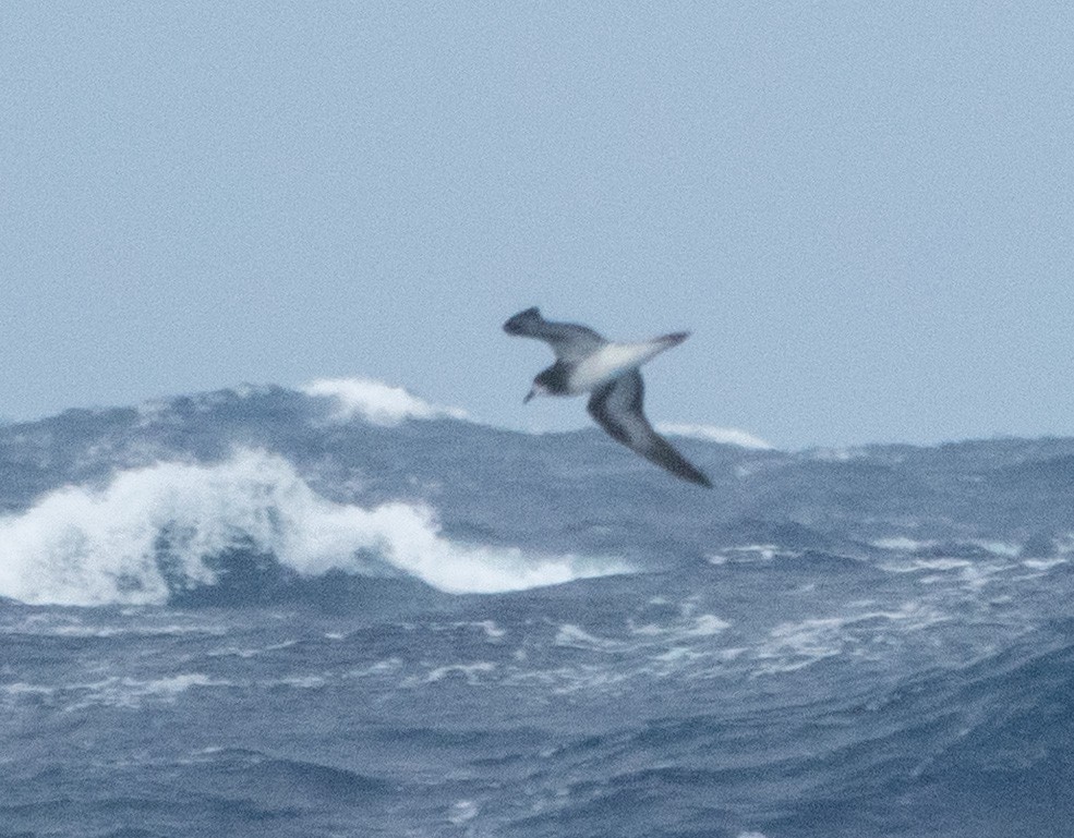 Collared Petrel - ML635999053