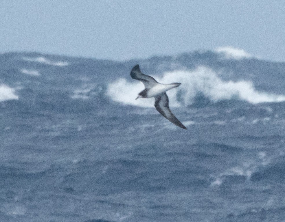 Collared Petrel - ML635999056