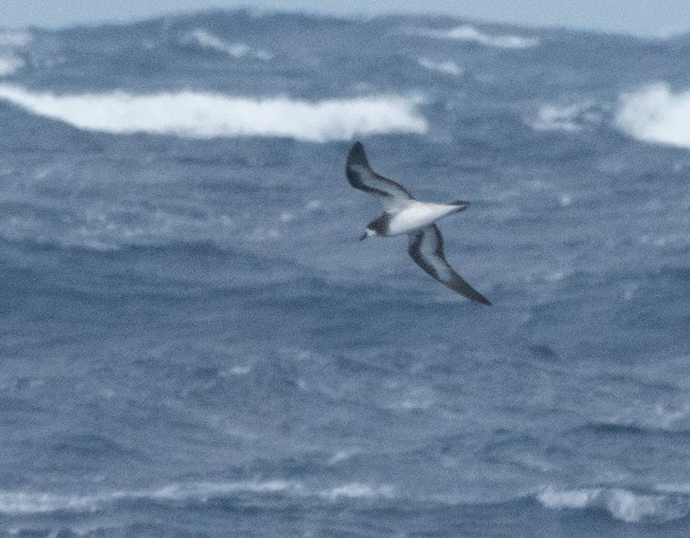 Collared Petrel - ML635999059