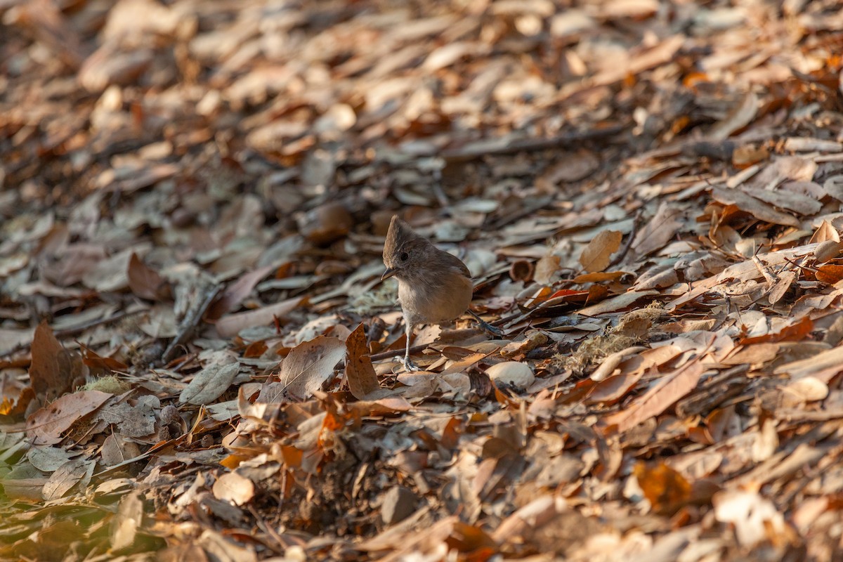 Oak Titmouse - ML635999262
