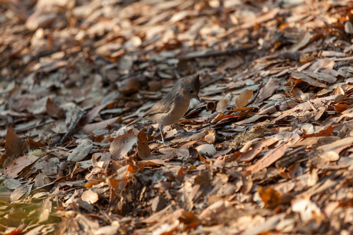 Oak Titmouse - ML635999263