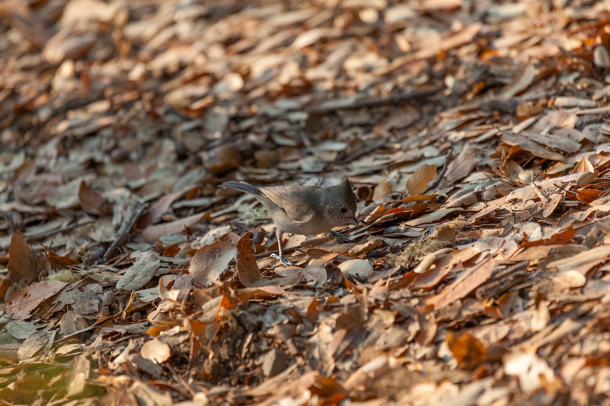 Oak Titmouse - ML635999264