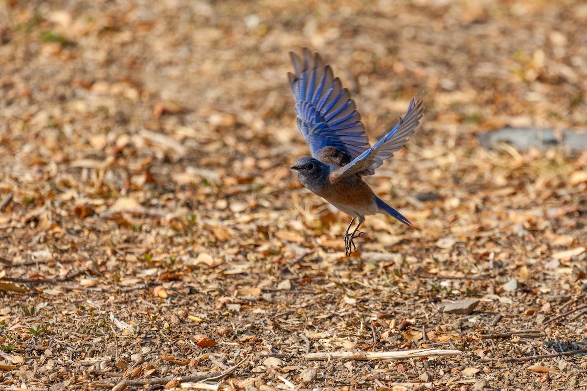 Western Bluebird - ML635999273