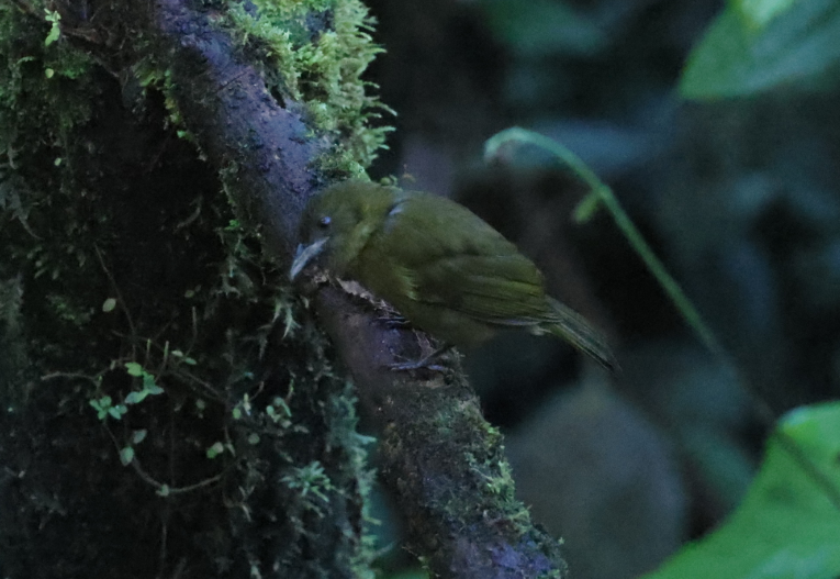 Ochre-breasted Tanager - ML635999314