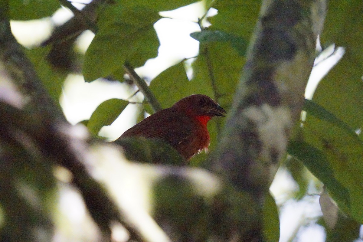 Red-throated Ant-Tanager - ML635999322