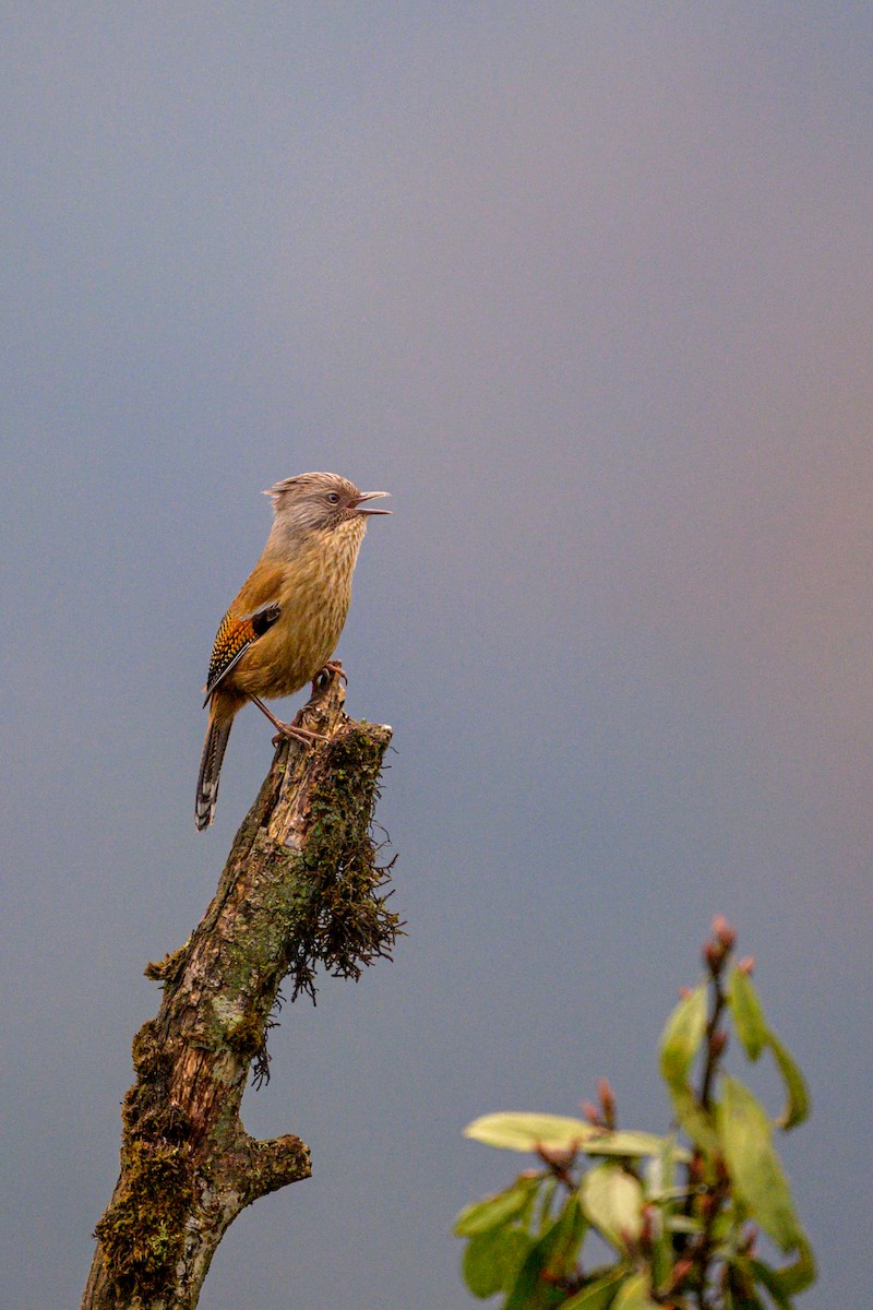 Rusty-fronted Barwing - ML635999402