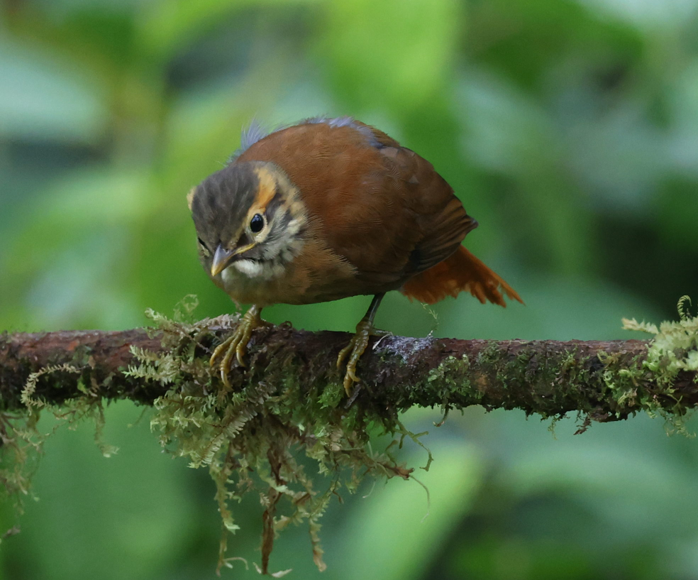 Scaly-throated Foliage-gleaner - ML635999412