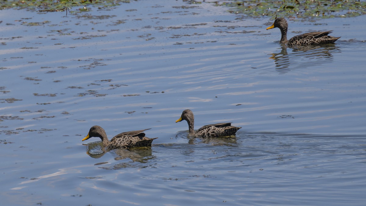 Yellow-billed Duck - ML635999664