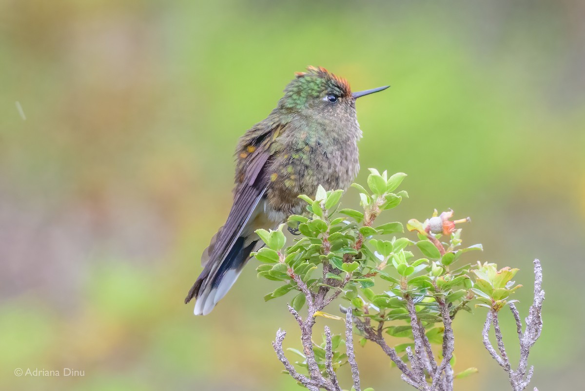 Rainbow-bearded Thornbill - ML635999717