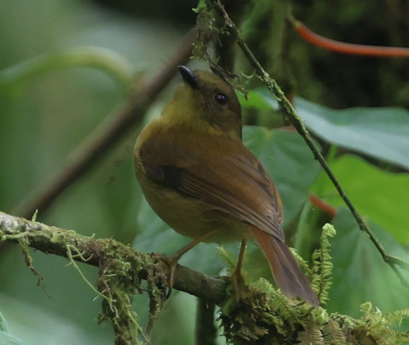 Bronze-olive Pygmy-Tyrant - ML635999810