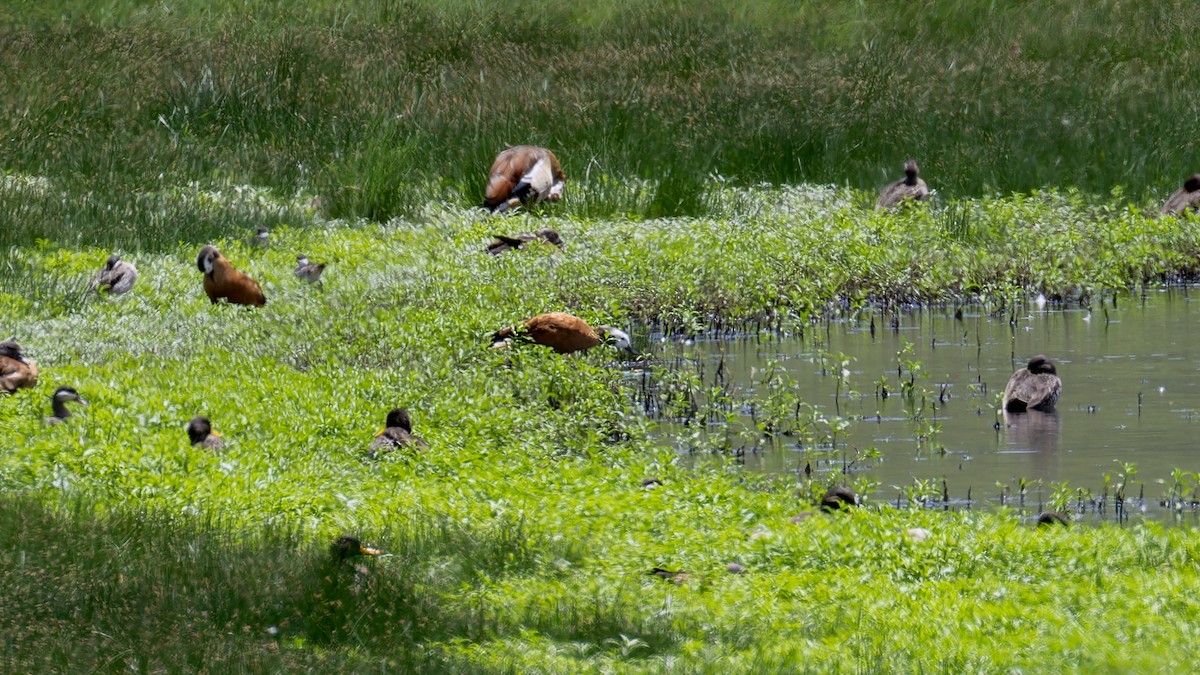 South African Shelduck - ML635999814