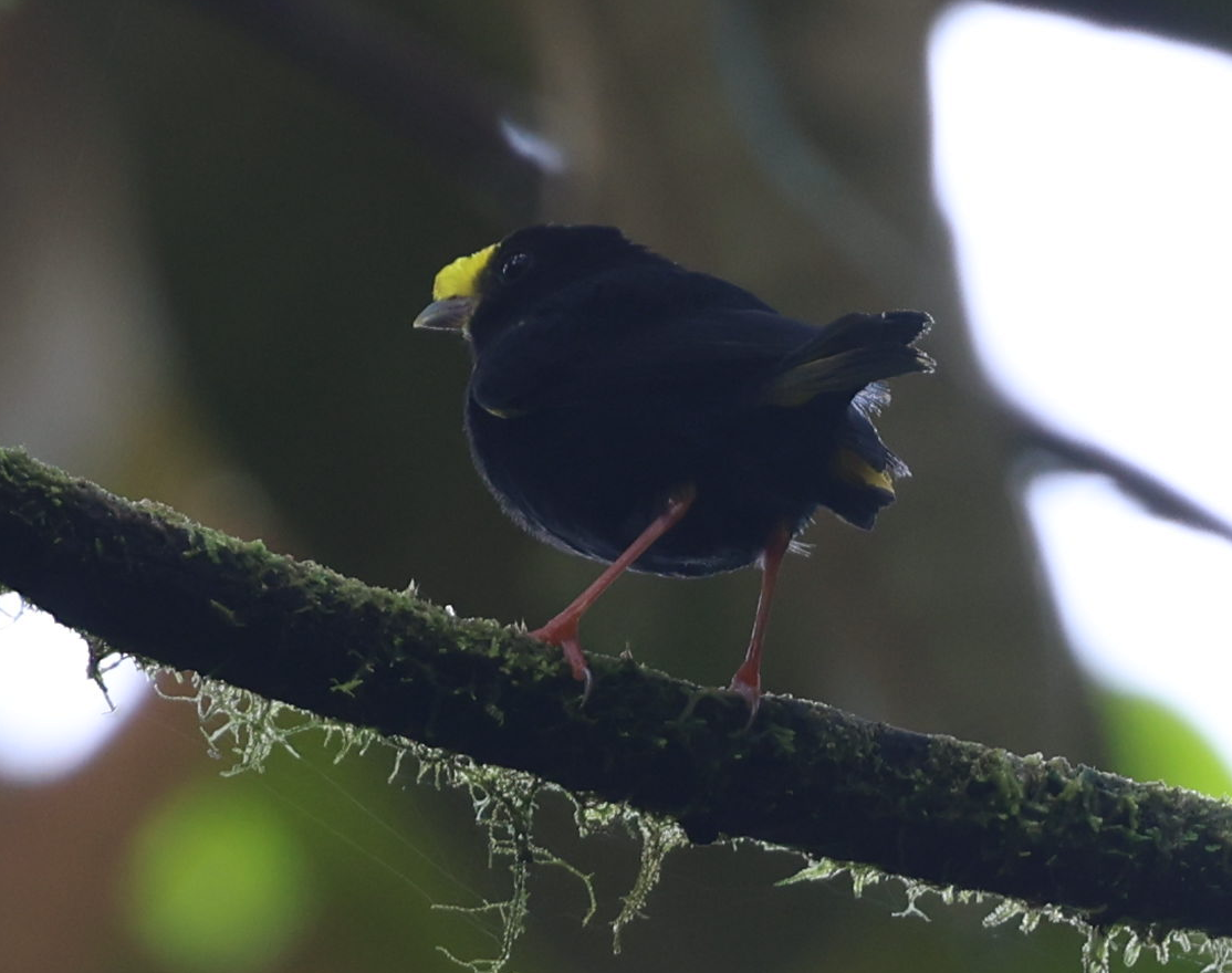 Golden-winged Manakin - ML635999847