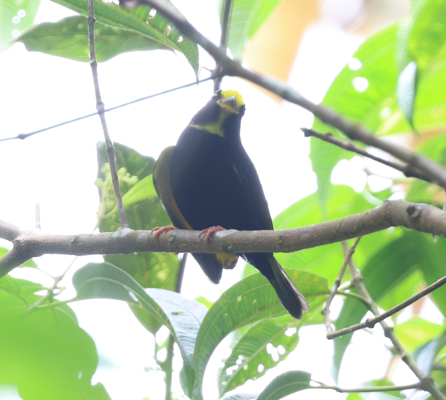 Golden-winged Manakin - ML635999848