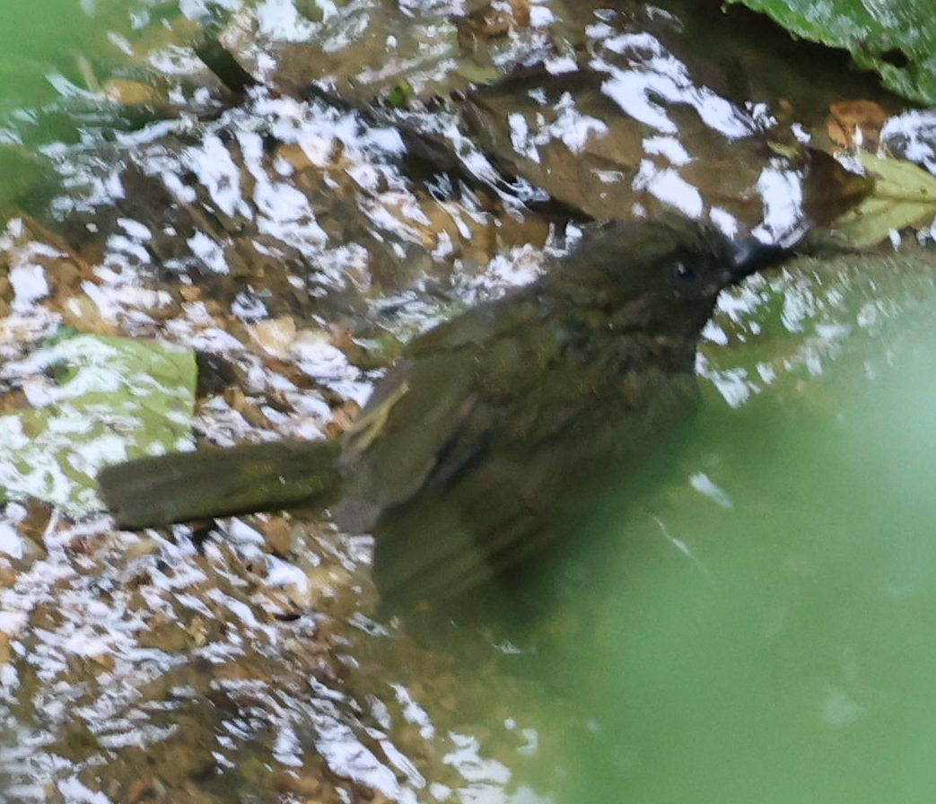Ochre-breasted Tanager - ML635999979