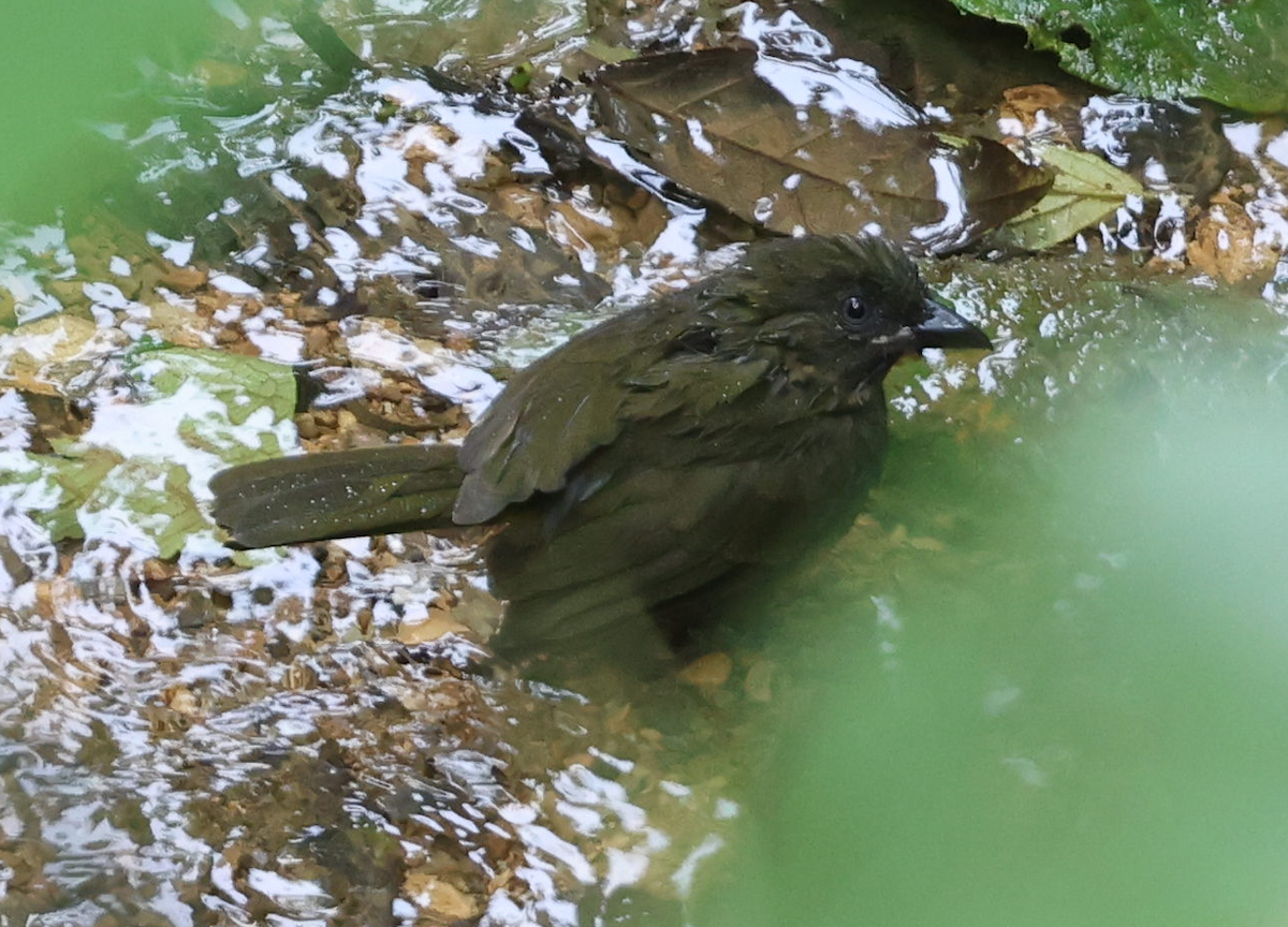 Ochre-breasted Tanager - ML635999980