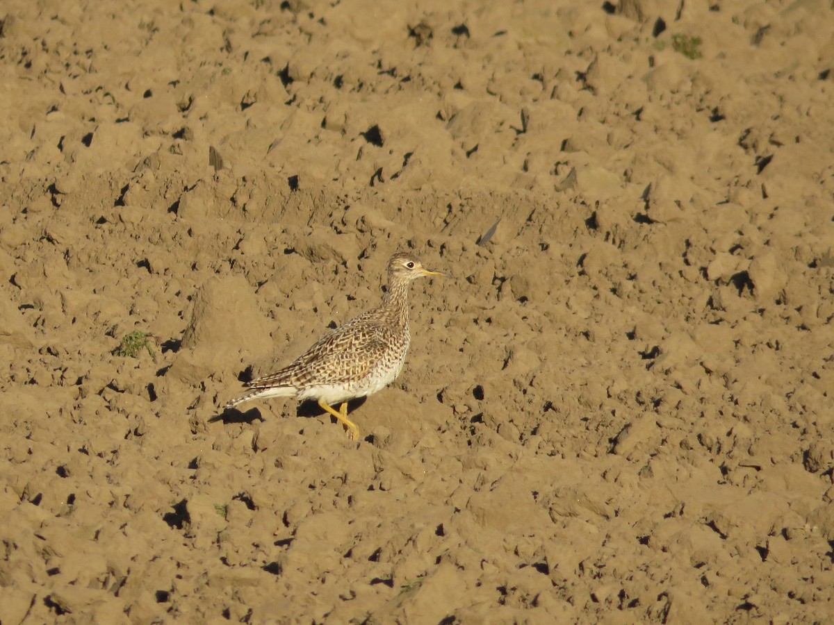 Upland Sandpiper - ML635999986