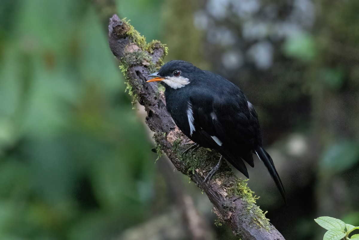 Black Solitaire - ML635999991