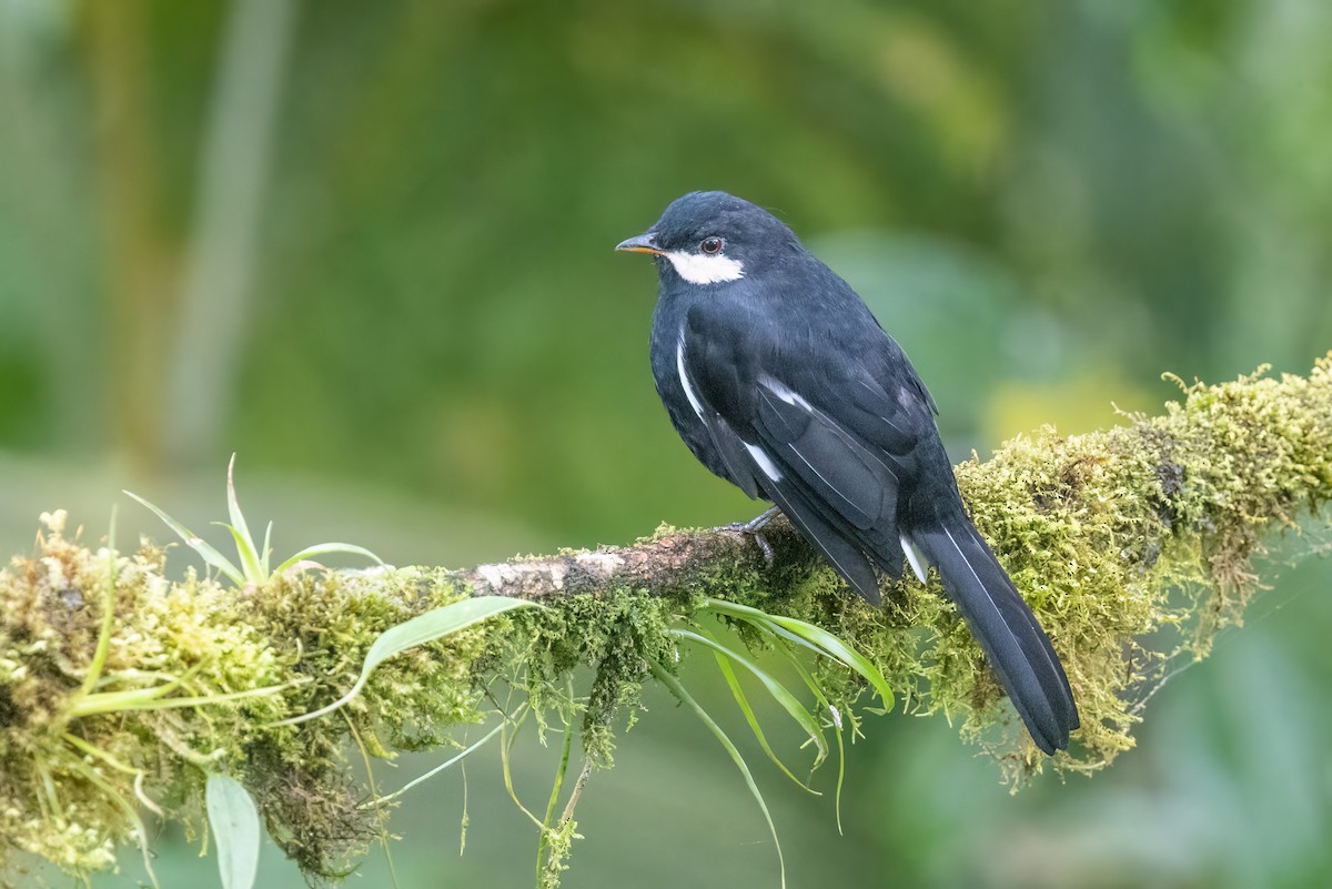Black Solitaire - ML635999992