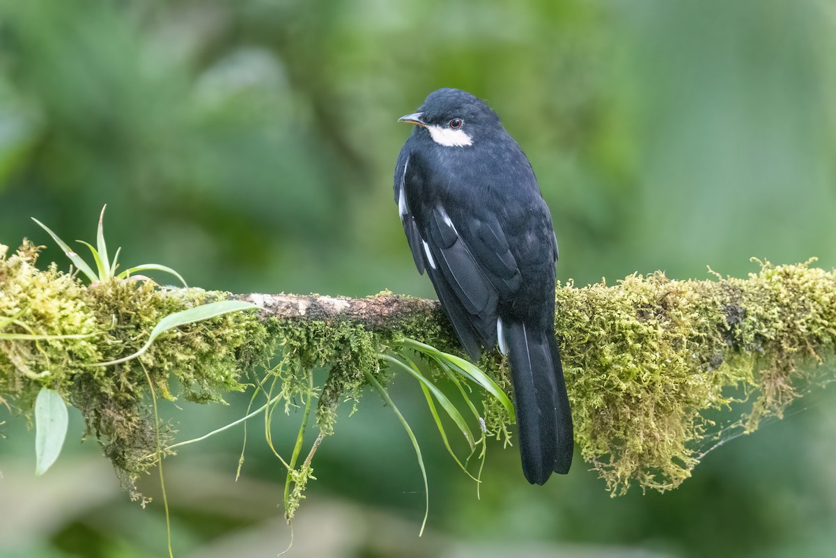 Black Solitaire - ML635999993