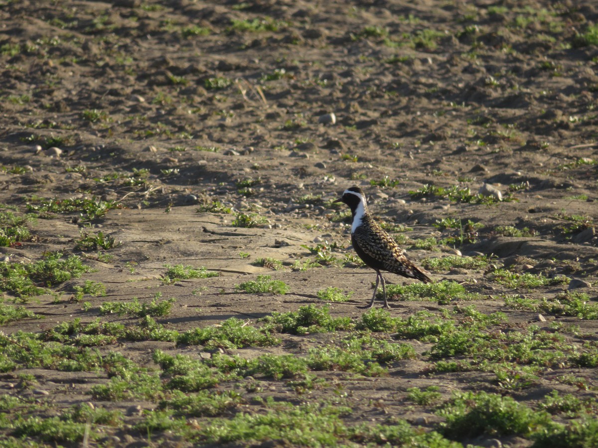American Golden-Plover - ML636000017
