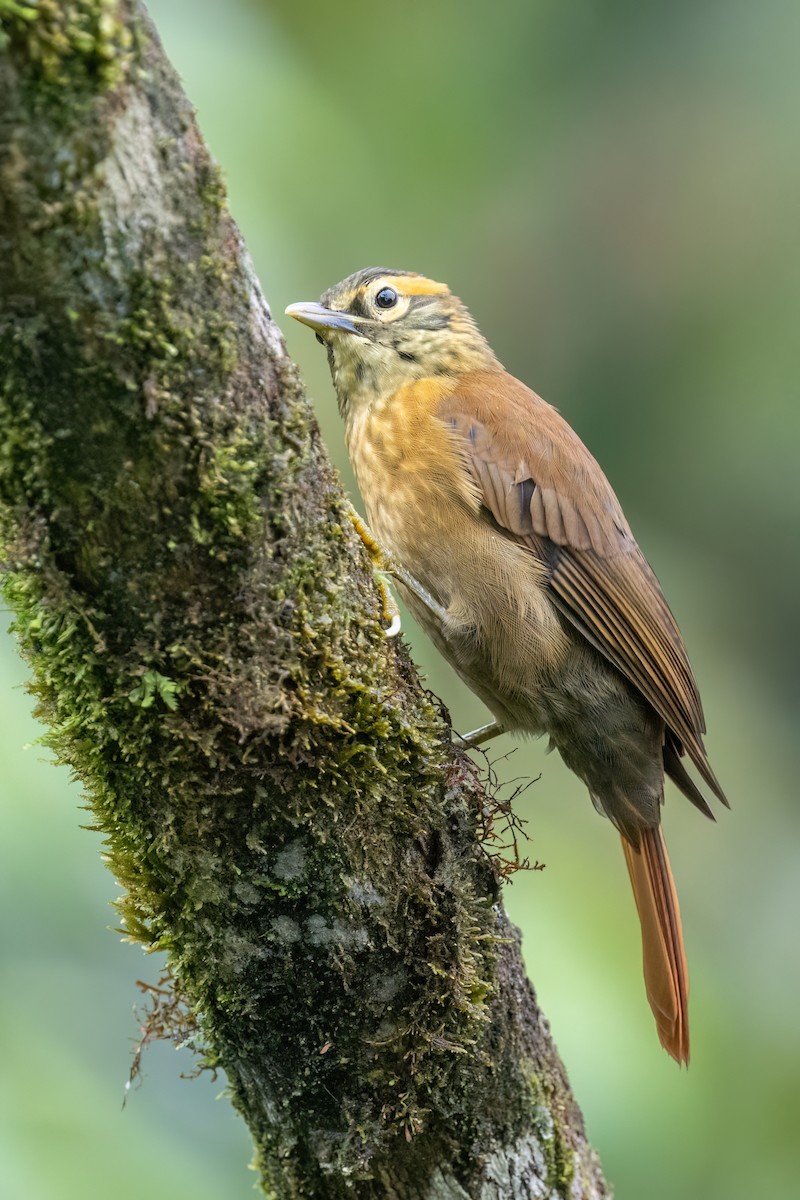 Scaly-throated Foliage-gleaner - ML636000057