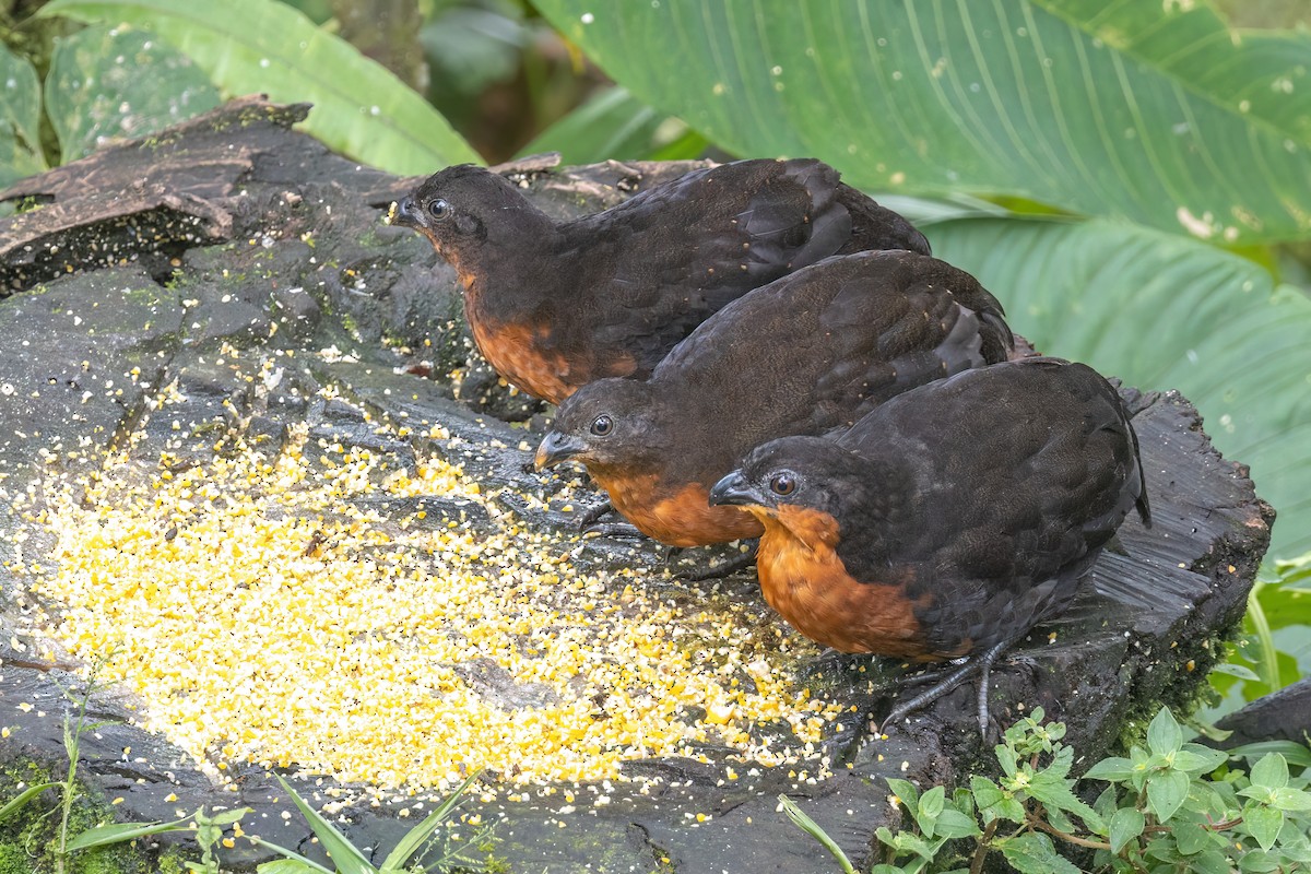 Dark-backed Wood-Quail - ML636000096