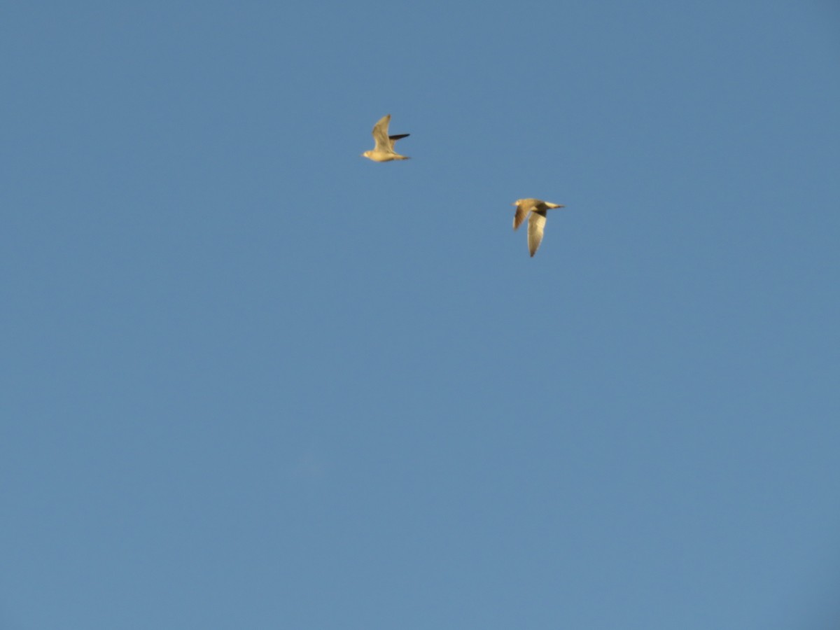 Upland Sandpiper - ML636000098