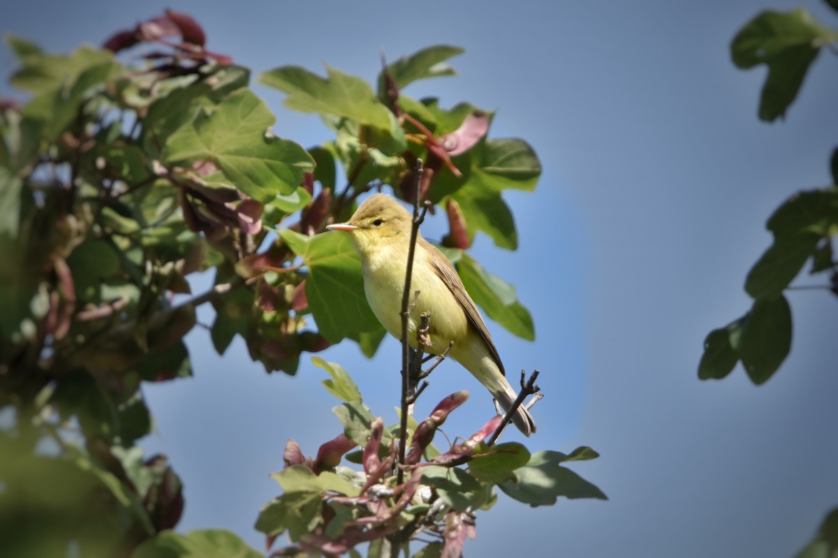 Melodious Warbler - ML636000151
