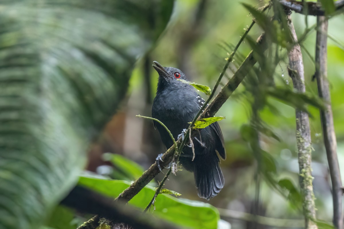 Esmeraldas Antbird - ML636000196
