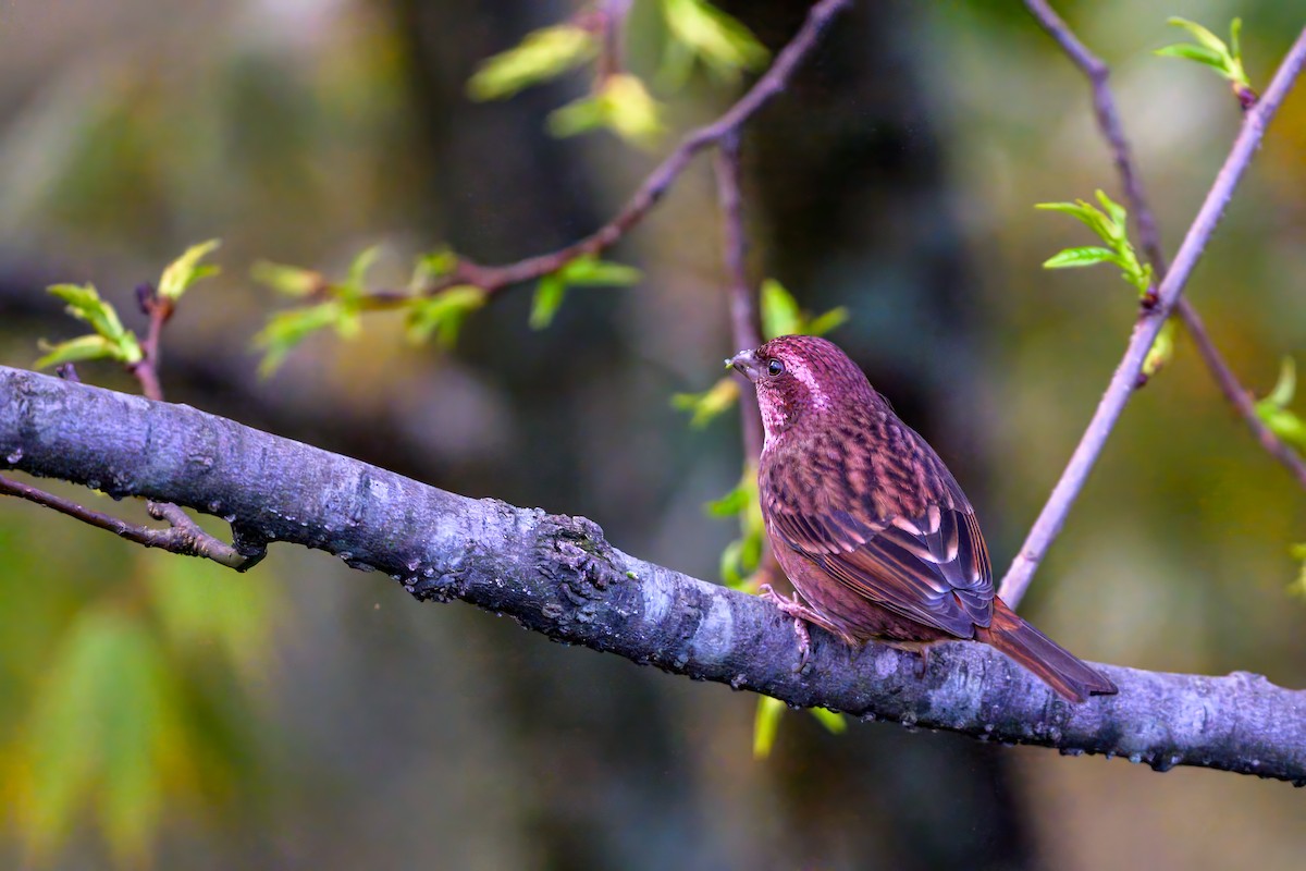 Dark-rumped Rosefinch - ML636000199