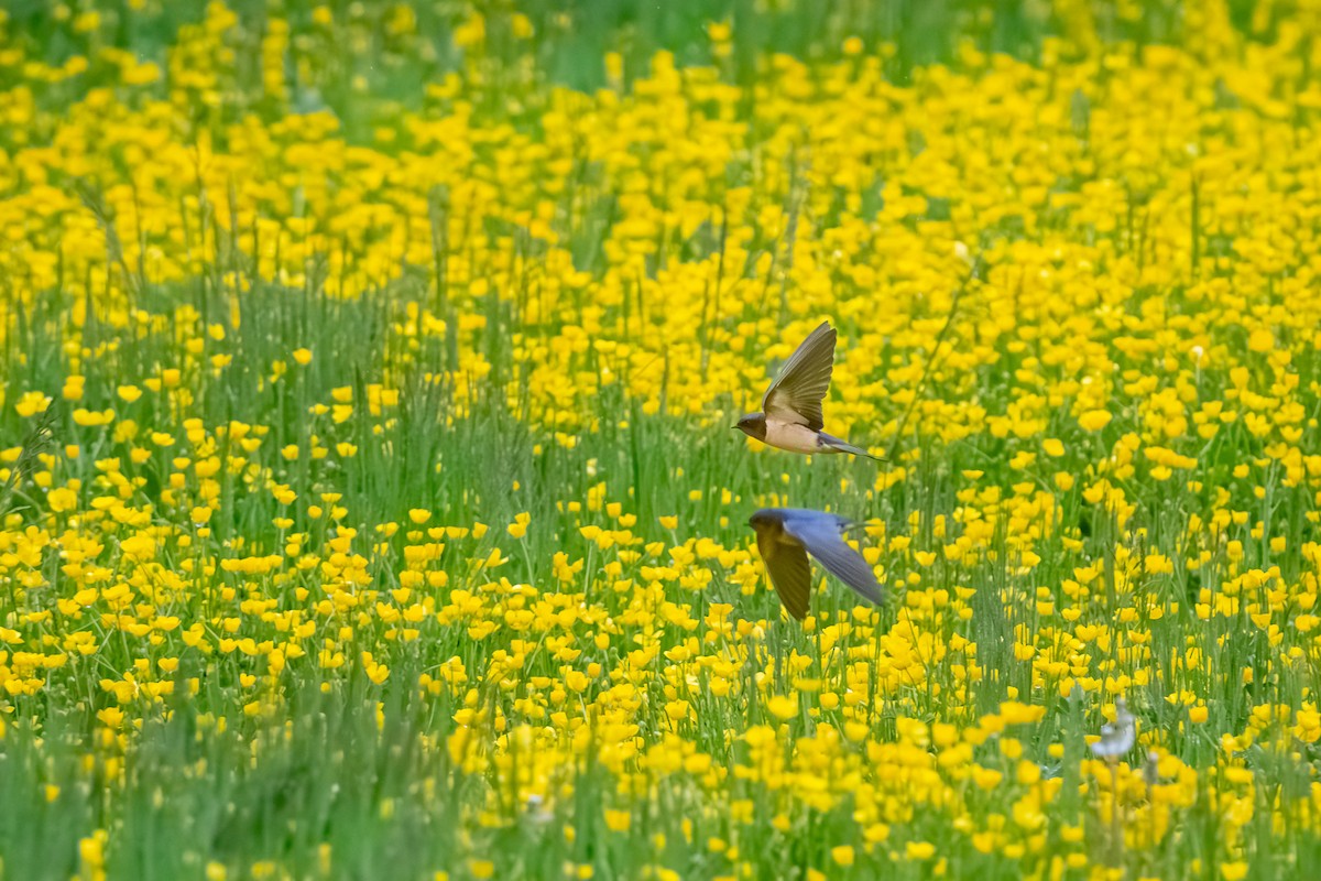 Ластівка сільська - ML636000264
