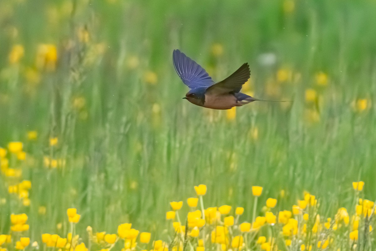 Ластівка сільська - ML636000265
