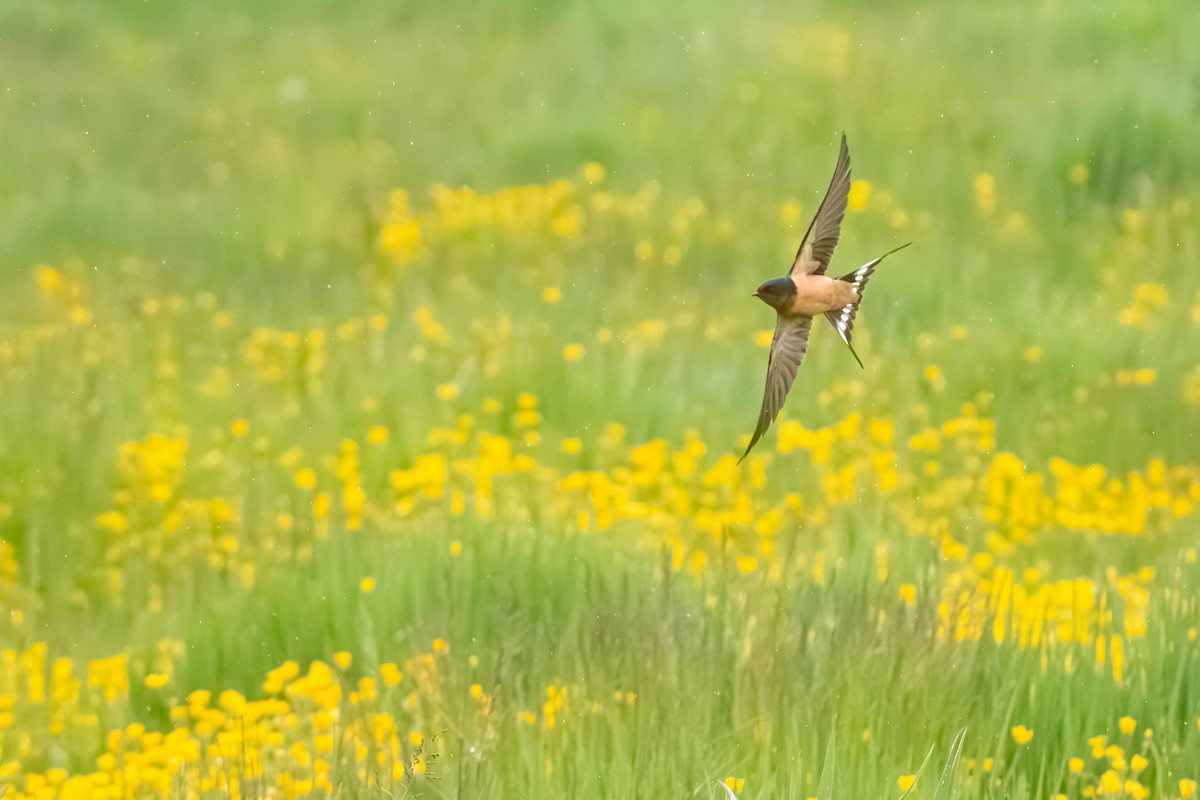 Ластівка сільська - ML636000266