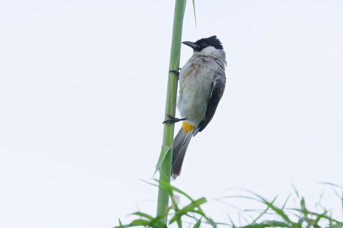 Sooty-headed Bulbul - ML636000473