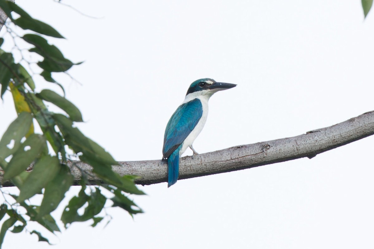 Collared Kingfisher - ML636000476