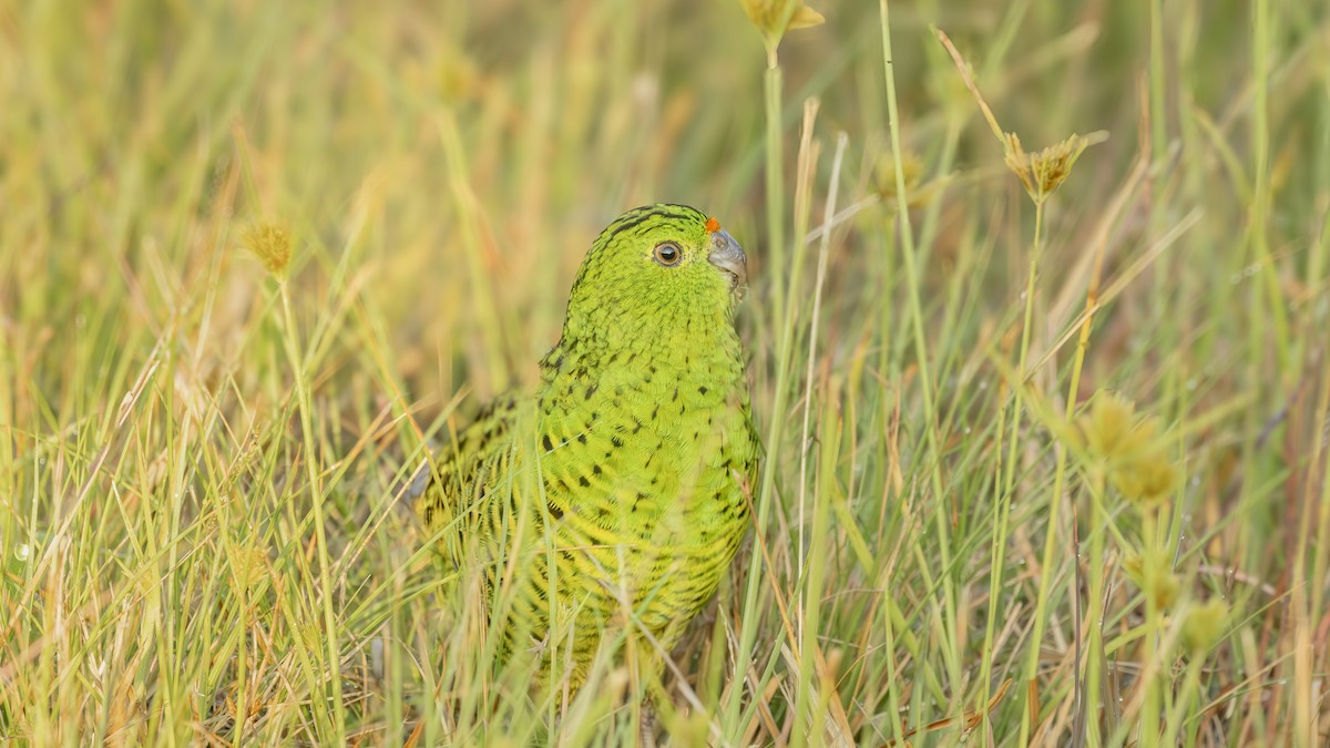 Ground Parrot - ML636000555