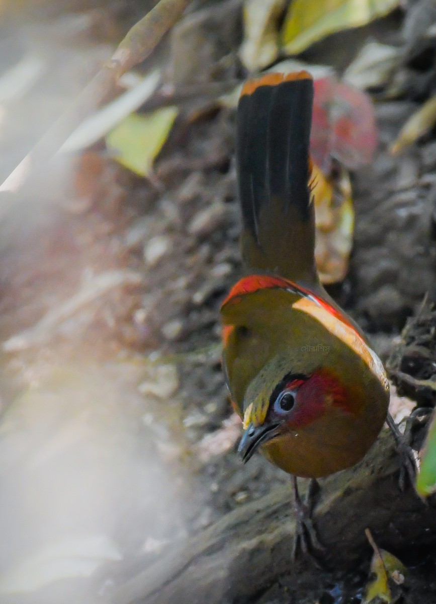 Red-faced Liocichla - ML636000571