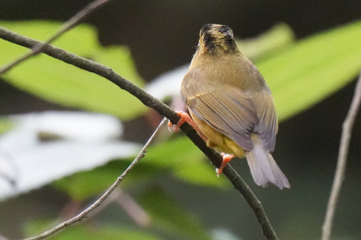 Mosquitero de Burke - ML636000765