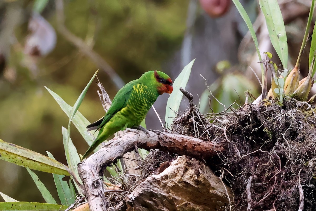 Mindanao Lorikeet - ML636000886