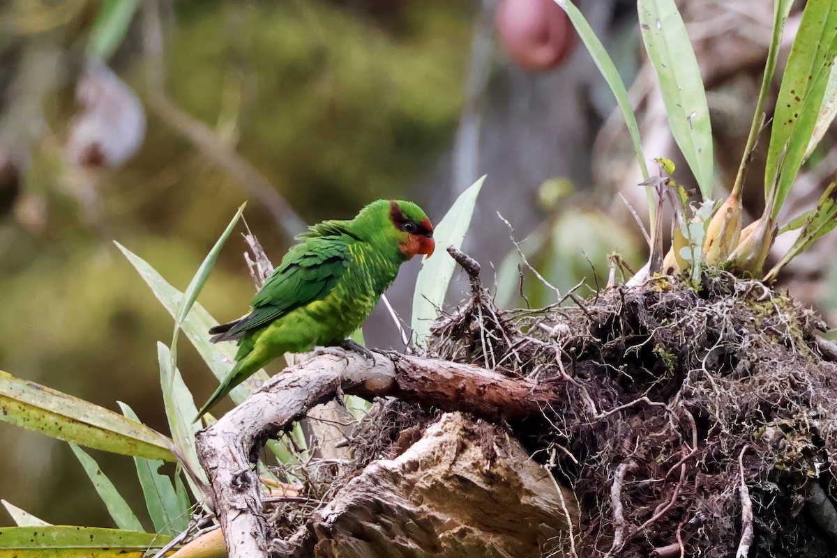Mindanao Lorikeet - ML636000887